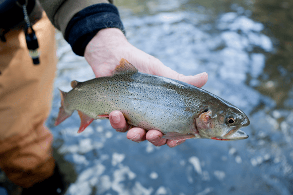 fly fishing in colorado (58)-2