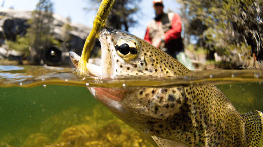 Fishing Report: South Platte River at Deckers - 8.1.24