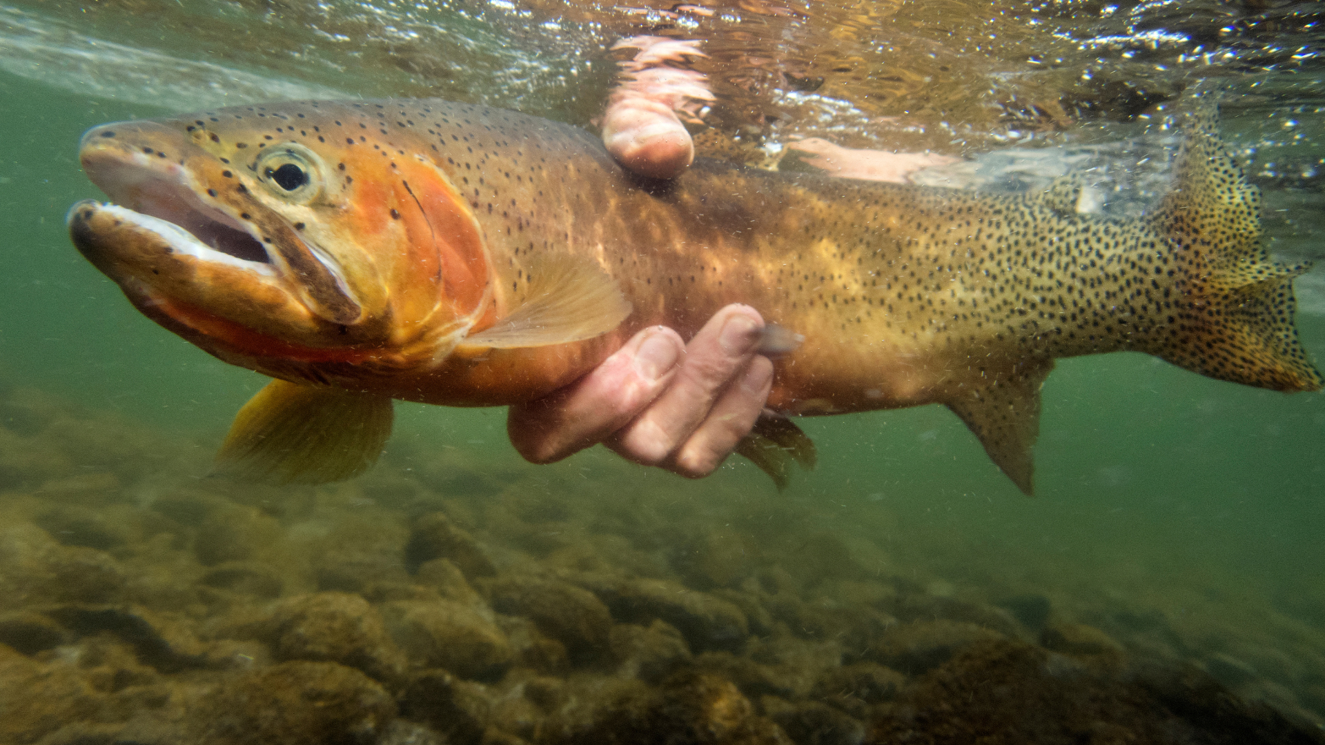 "Flowing beneath a crisp autumn sky, the Blue River near Dillon Dam offers crystal-clear waters at 100-125 CFS. The river is surrounded by a blend of evergreen trees and fiery fall foliage in shades of gold, orange, and red. The 45-50°F water temperature provides perfect conditions for actively feeding rainbow and brown trout. Fly anglers stand on the rocky riverbanks or wade into the shallow riffles, casting nymphs and dry flies into the smooth, cold currents. The backdrop of towering mountains, coupled with the vibrant colors of fall, creates a serene and picturesque fly fishing experience in this peaceful Colorado setting