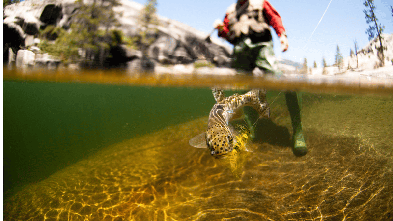 "Angler casting into the North Fork of the South Platte near Pine Valley Ranch on a sunny fall day"