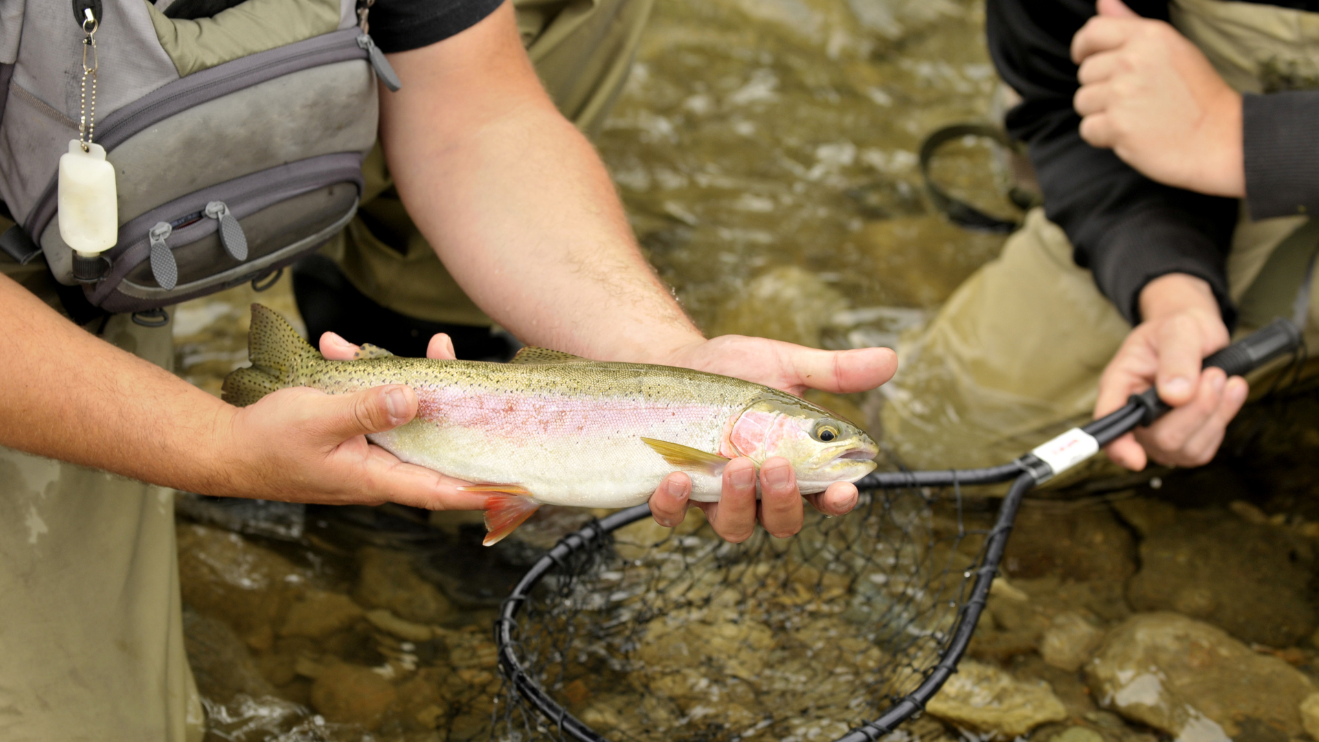 "Majestic autumn scene along the Blue River just below Green Mountain Reservoir, where the river flows steadily at 250-300 CFS. The water is clear and cold, holding at 45-50°F, creating perfect conditions for brown and rainbow trout, which are actively feeding as they prepare for the colder months. Along the banks, a brilliant mix of golden aspens and dark evergreens provides a stunning contrast to the reflective, calm waters. Anglers can be seen casting streamers and nymphs into deeper pools and riffles, targeting aggressive browns in their prime fall feeding season. The surrounding mountains stand tall in the distance, adding a sense of grandeur to the peaceful, picturesque setting. With vibrant fall colors, crisp mountain air, and the soft sound of flowing water, this stretch of the Blue River near Green Mountain Reservoir offers an idyllic fly fishing experience, where nature’s beauty meets the thrill of the catch