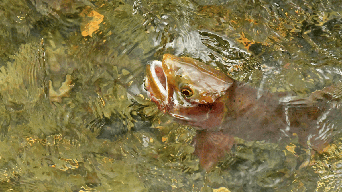 brown trout rising for a Rise Beyond Fly fishing fly on the South Platte near Denver Colorado