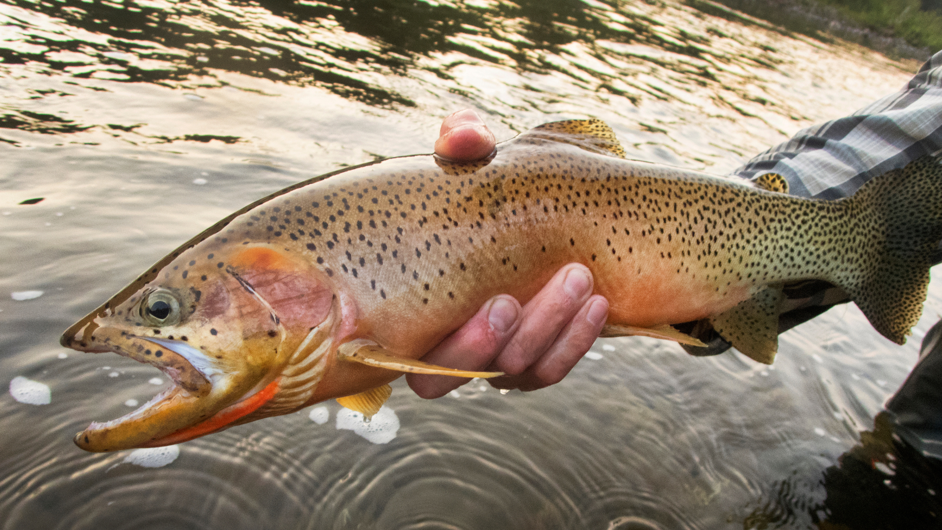 Scenic Upper Colorado River near Pumphouse, with clear water flowing steadily at 600-800 CFS. Trout are actively feeding in the cooler fall temperatures of 50-55°F. Ideal fishing conditions with late morning to mid-afternoon being the best times. Lush riverbanks and fall foliage complement the great fishing experience for browns and rainbows