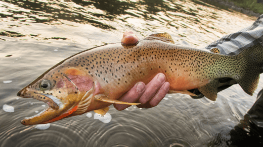 Fly Fishing Cutthroat Trout: Approaches for Catching Cutthroat Trout