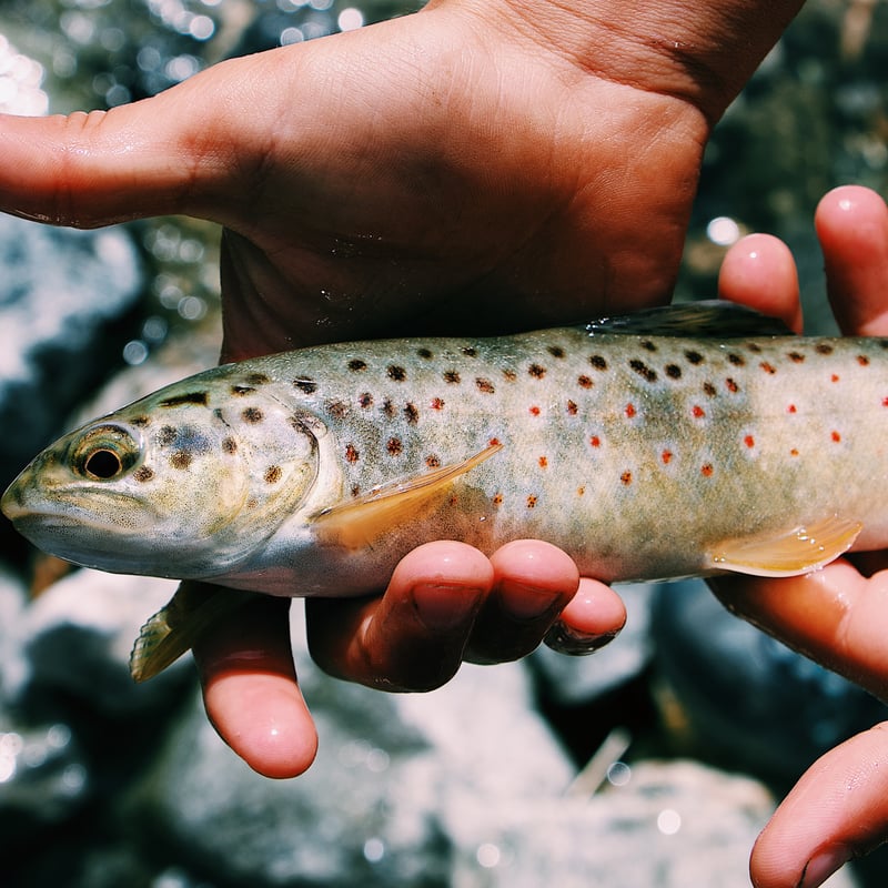 a small brook trout caught near Deckers Colorado on the South Platte River a fly fishing paradise near denver