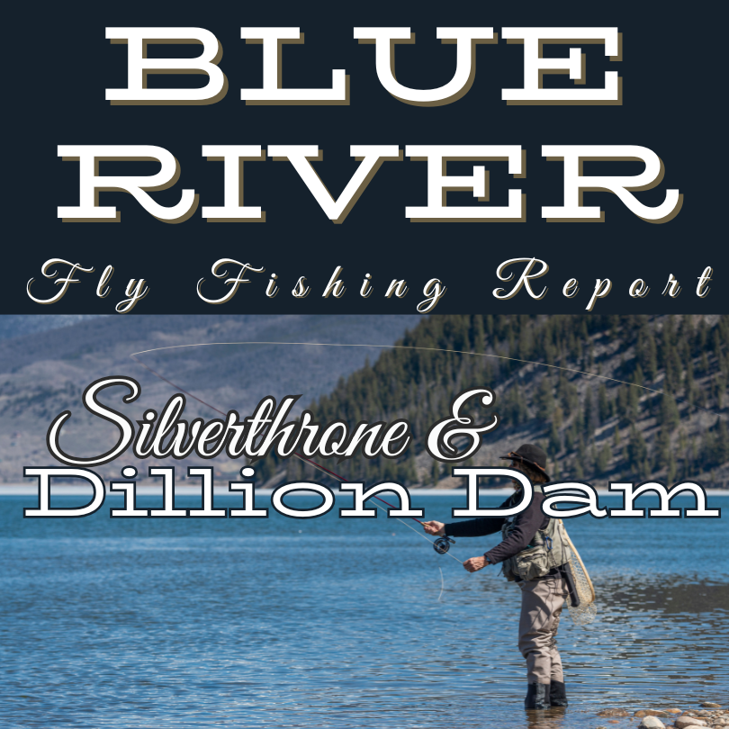 blue river between sliverthorne and dillon dam  fly fishing report