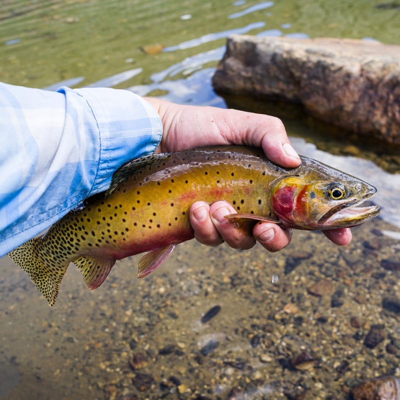 cutthroat trout caught near empire colorado fly fishing locations fly fishing spots