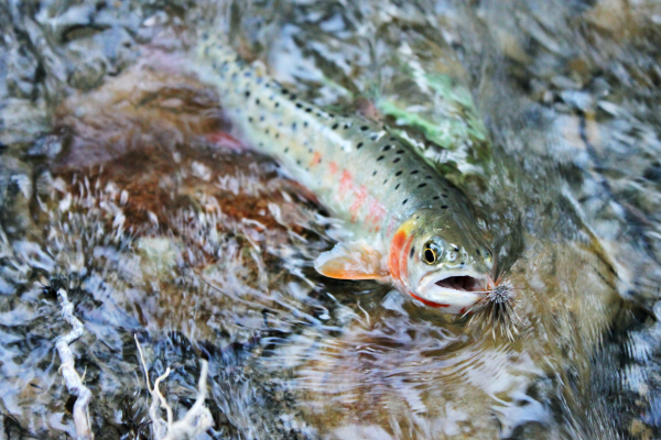 "A peaceful scene on the Blue River just below Dillon Dam, with cold, crystal-clear water flowing at a steady 100-125 CFS. The river is surrounded by a mix of towering pine trees and patches of vibrant fall foliage in shades of gold, orange, and red. The cool water temperatures, ranging between 45-50°F, are perfect for trout, particularly rainbows and browns, which actively feed throughout the day. The river’s rocky bottom and deep pools make it ideal for nymphing, with occasional dry fly activity during afternoon hatches. Anglers enjoy quiet, reflective moments casting into the clear waters, where trout can be seen cruising and feeding near the surface. The backdrop of the scenic Colorado mountains enhances the serene and productive fishing experience.