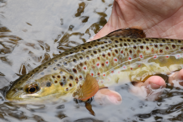 Fly fisherman casting into the Blue River below Green Mountain Reservoir with scenic mountain views in the background