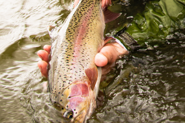 fly fishing in colorado (16)-1