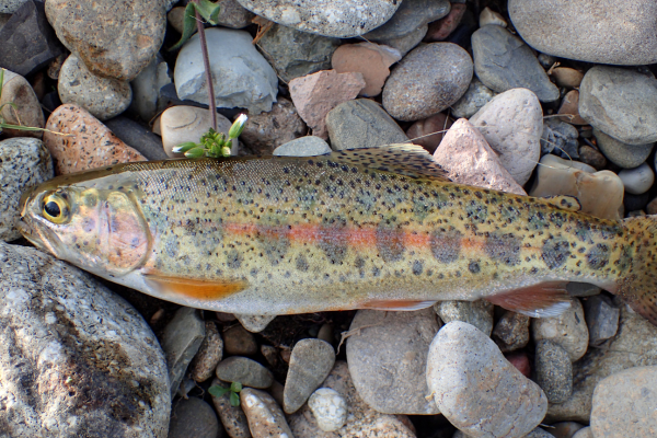 fly fishing in colorado (18)-1