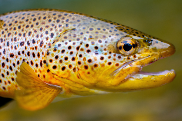 fly fishing in colorado (21)-2