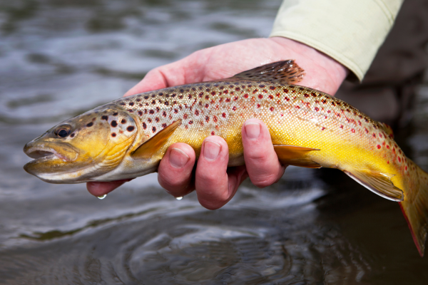 Autumn Fly Fishing in Colorado: A scenic view of a fly fisherman on the Fryingpan River, surrounded by vibrant fall foliage and snow-capped mountains.