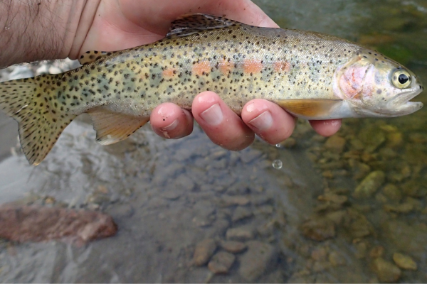 fly fishing in colorado (29)-1