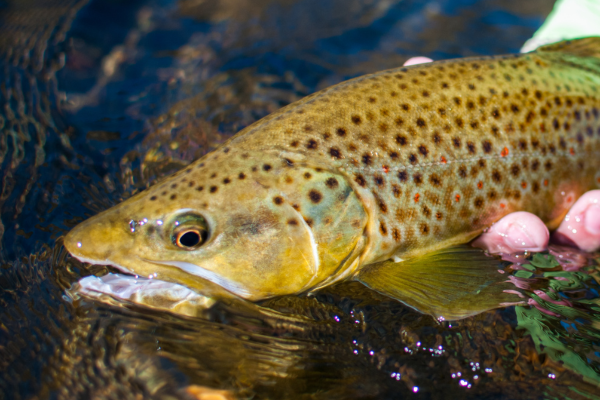 Fly fisherman casting into the San Miguel River near Telluride, Colorado, on a crisp November day"
