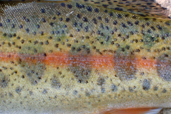 Angler casting on the Dolores River near McPhee Reservoir on a cool November day