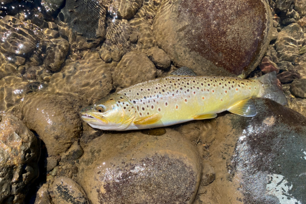 fly fishing in colorado (42)-1