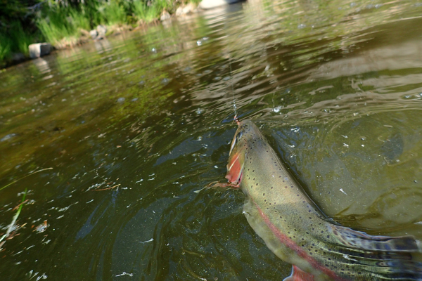 "Close-up of a trout caught on a Pheasant Tail nymph, showcasing the crystal-clear waters of Cache la Poudre River