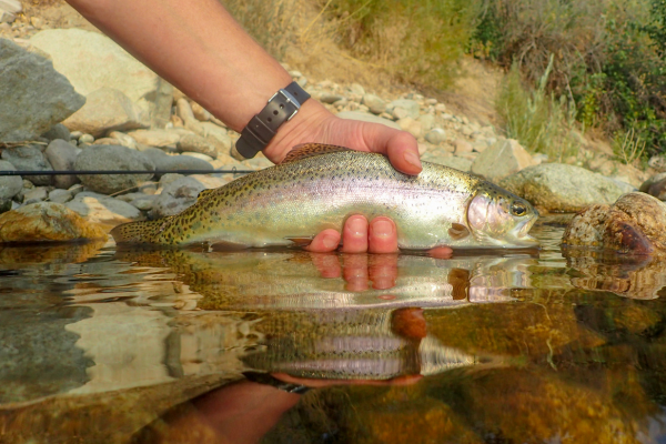 Exploring Tarryall Creek at Collard Ranch: A Hidden Gem for Fly Fishing