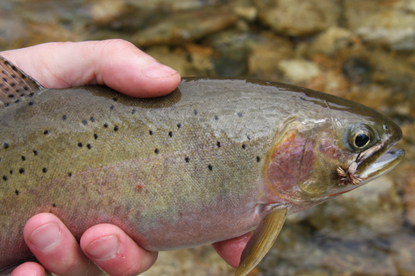 fly fishing in colorado (55)-2