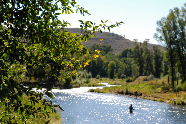 Fly fishing on the Arkansas River, surrounded by golden fall foliage.