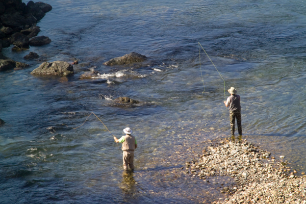 "Expansive view of the Upper Colorado River near Pumphouse, with calm, clear waters flowing steadily at 600-800 CFS. The surrounding landscape is painted with vivid fall foliage in shades of orange, red, and gold, reflecting off the river’s surface. Trout, particularly brown and rainbow trout, are highly active in the cool water temperatures of 50-55°F, moving between riffles and deeper pools. Anglers cast into scenic pools framed by rocky cliffs and grassy riverbanks. The best fishing conditions are mid-morning to late afternoon, as hatches of Blue Winged Olives and midges draw trout to the surface. Streamers, nymphs, and dry flies are all effective as the trout prepare for winter, with occasional larger browns aggressively chasing streamers through the clear water. The crisp air and peaceful ambiance make it an ideal spot for a rewarding day of fall fishing."