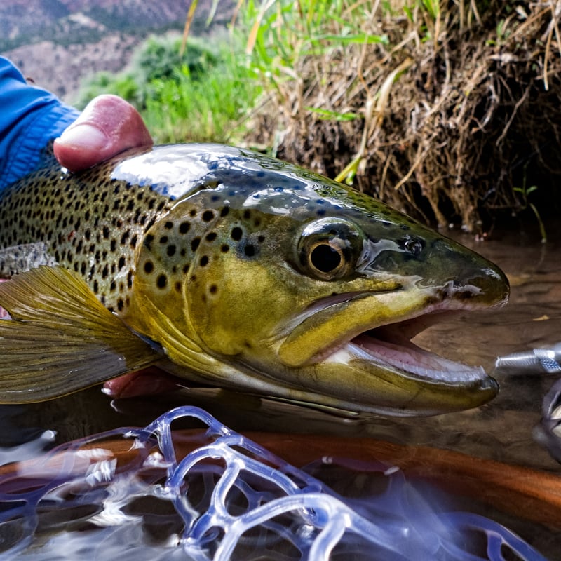 massive brown trout caught on the roaring fork river near glenwood springs fly fishing