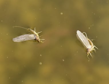 Decoding Mayfly Hatches for Successful Fly Fishing in Colorado