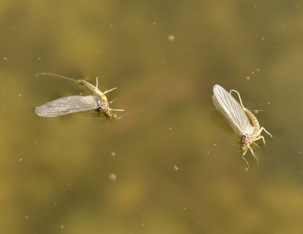 mayflies in water