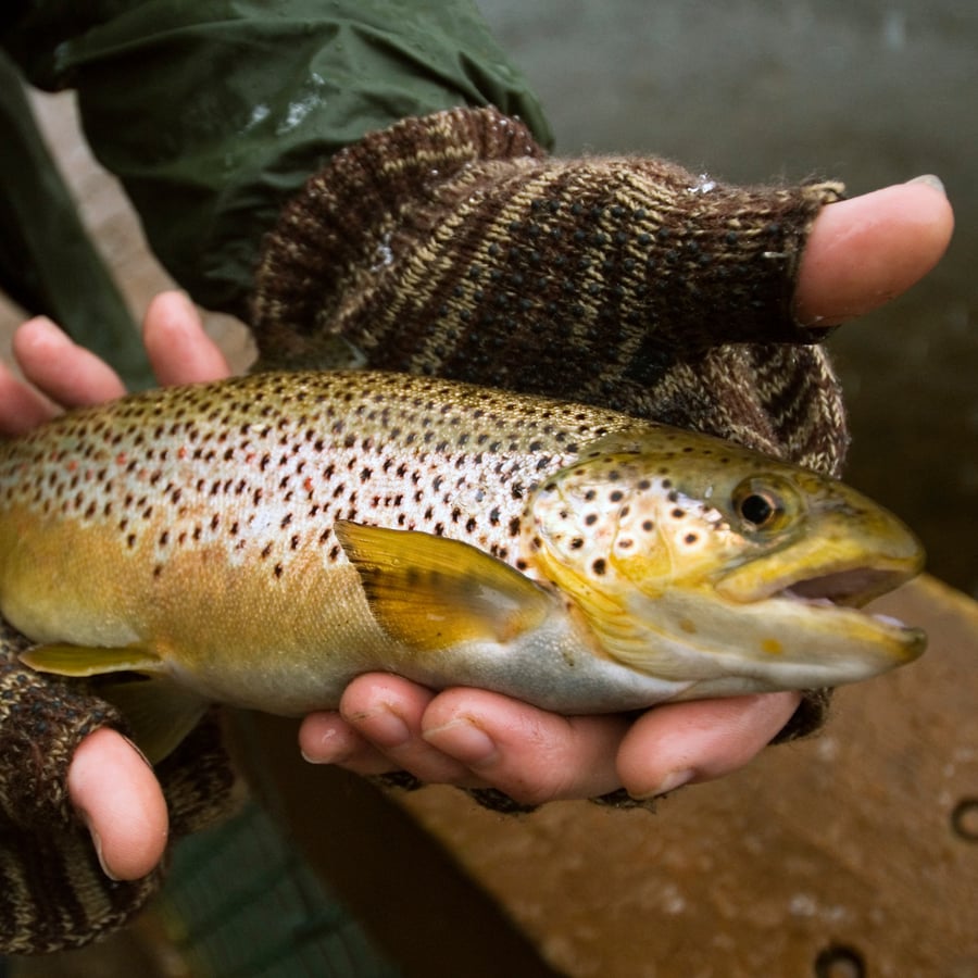 october fall colorado brown trout caught near golden colorado on clear creek