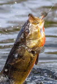 Top Fly Patterns for Bass Fishing: What Works and Why