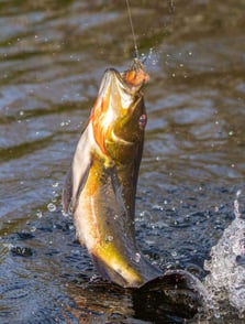 Mastering the Art of Bass Strikes: How to Set the Hook When Fly Fishing