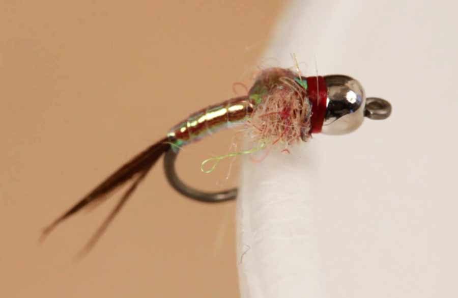 rainbow warrior fly