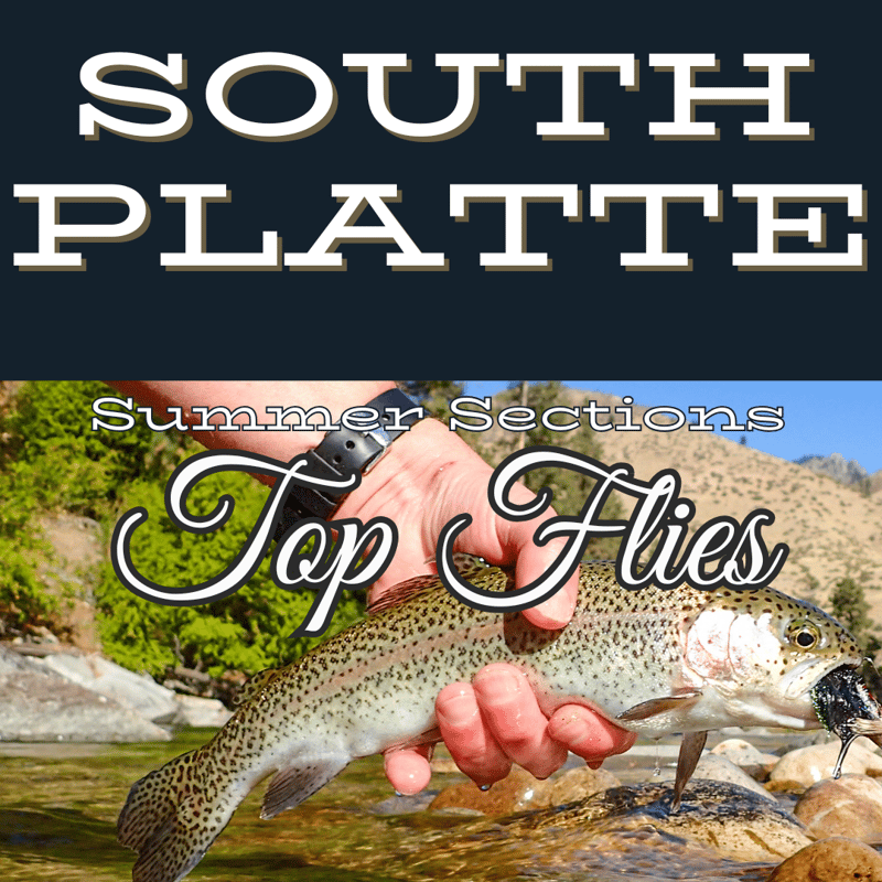 Top 5 Summer Flies for the South Platte River in Colorado. See a fly fisherman holding up a rainbow trout in waterton canyon near tiny colorado caught using a rise beyond black bead-head wolly bugger flies which are hooked in the fish's top lip.