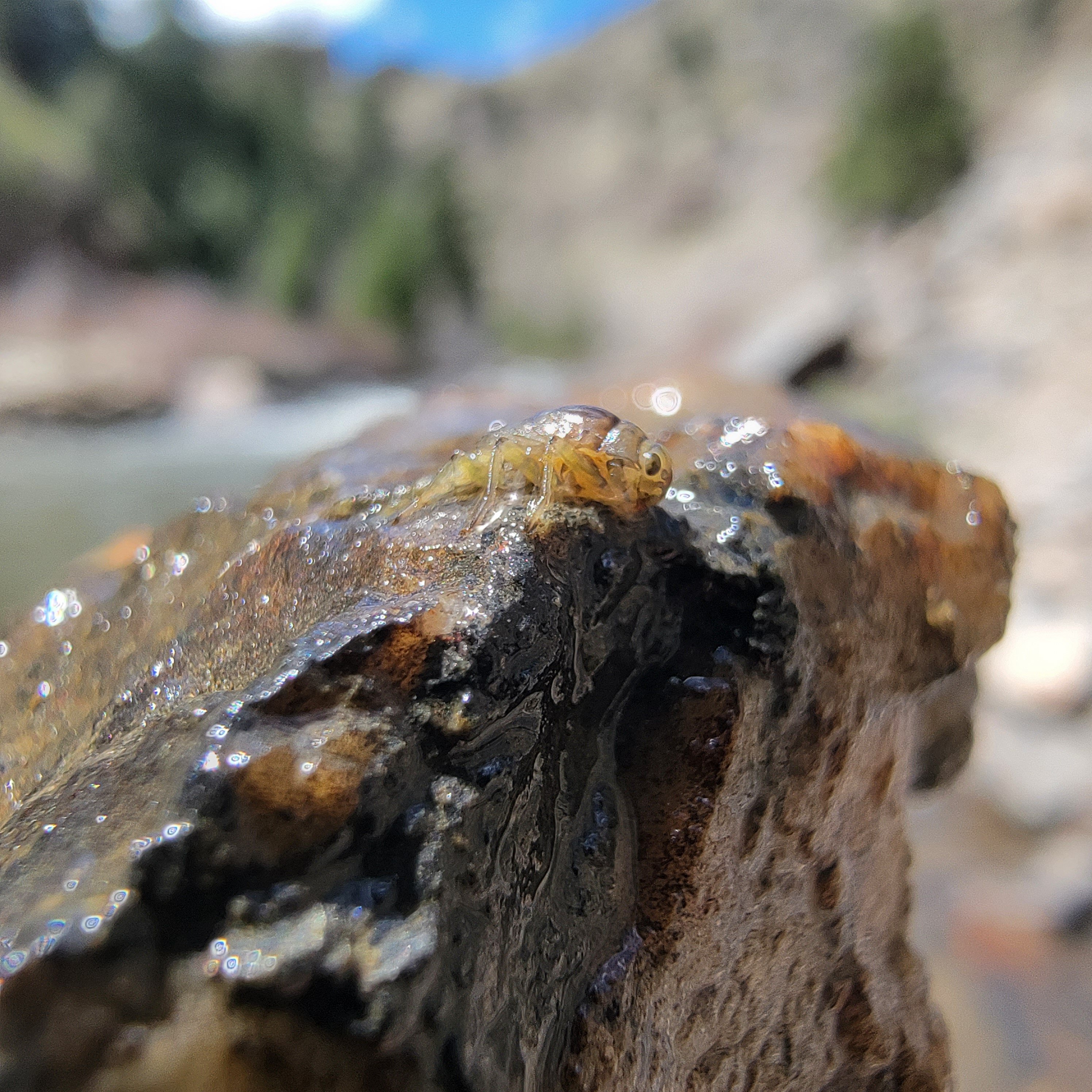 a nymph perched on a rock with clear creek colorado running in the background. 