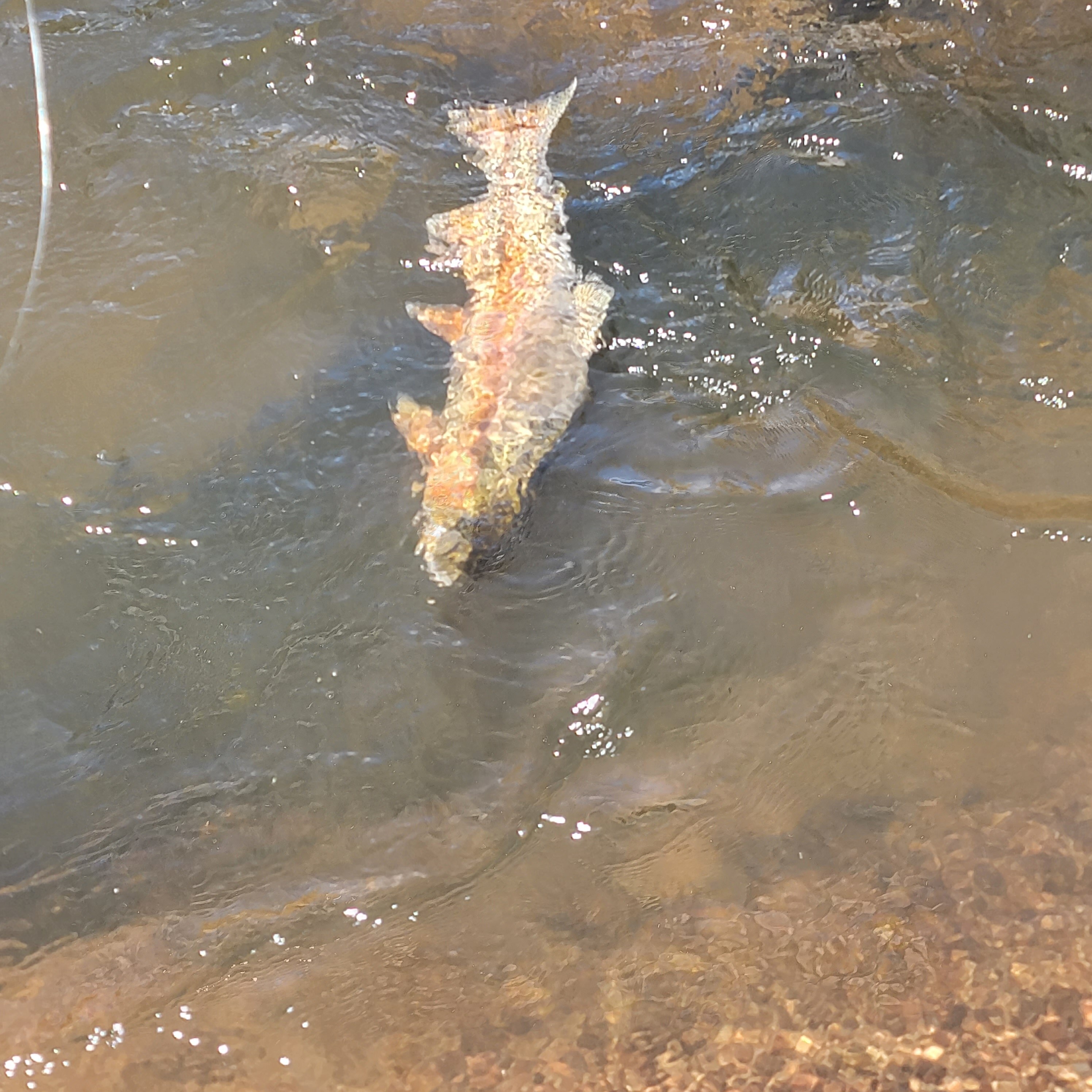 a Rainbow trout caught near Deckers in June during higg run off