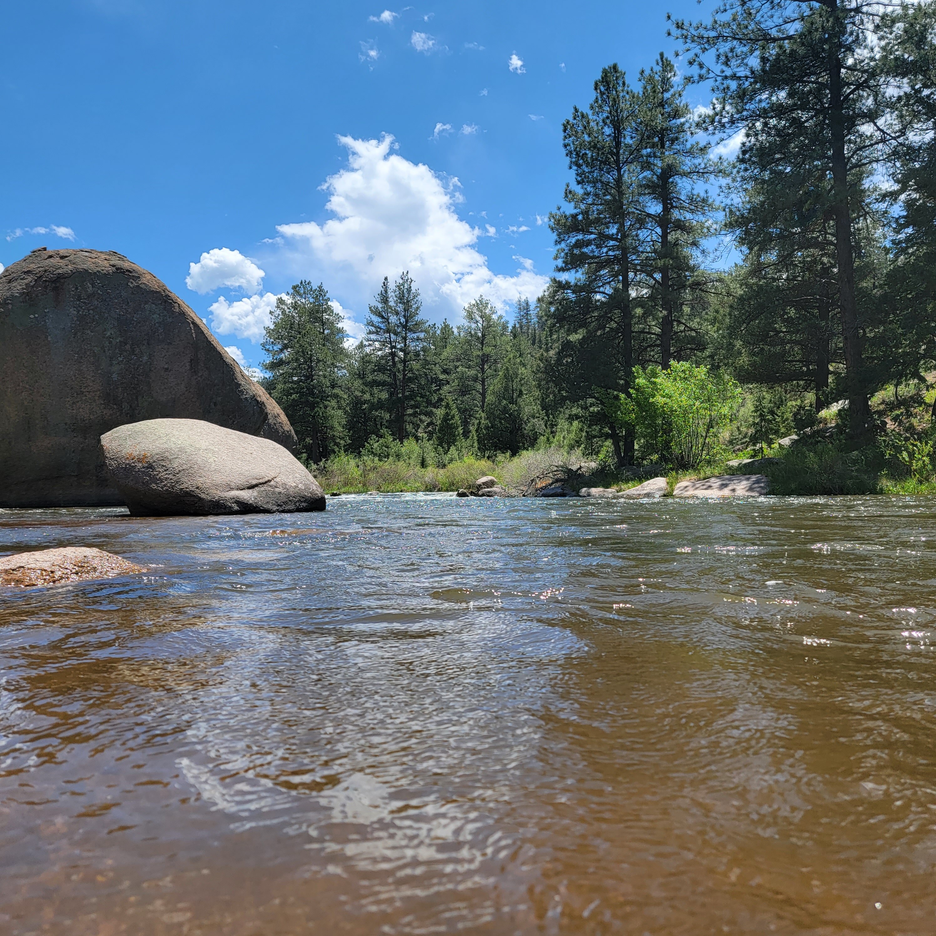 The South Platte River near Deckers with a old pine branch hanging into the waters edge with two massive boulders in the background