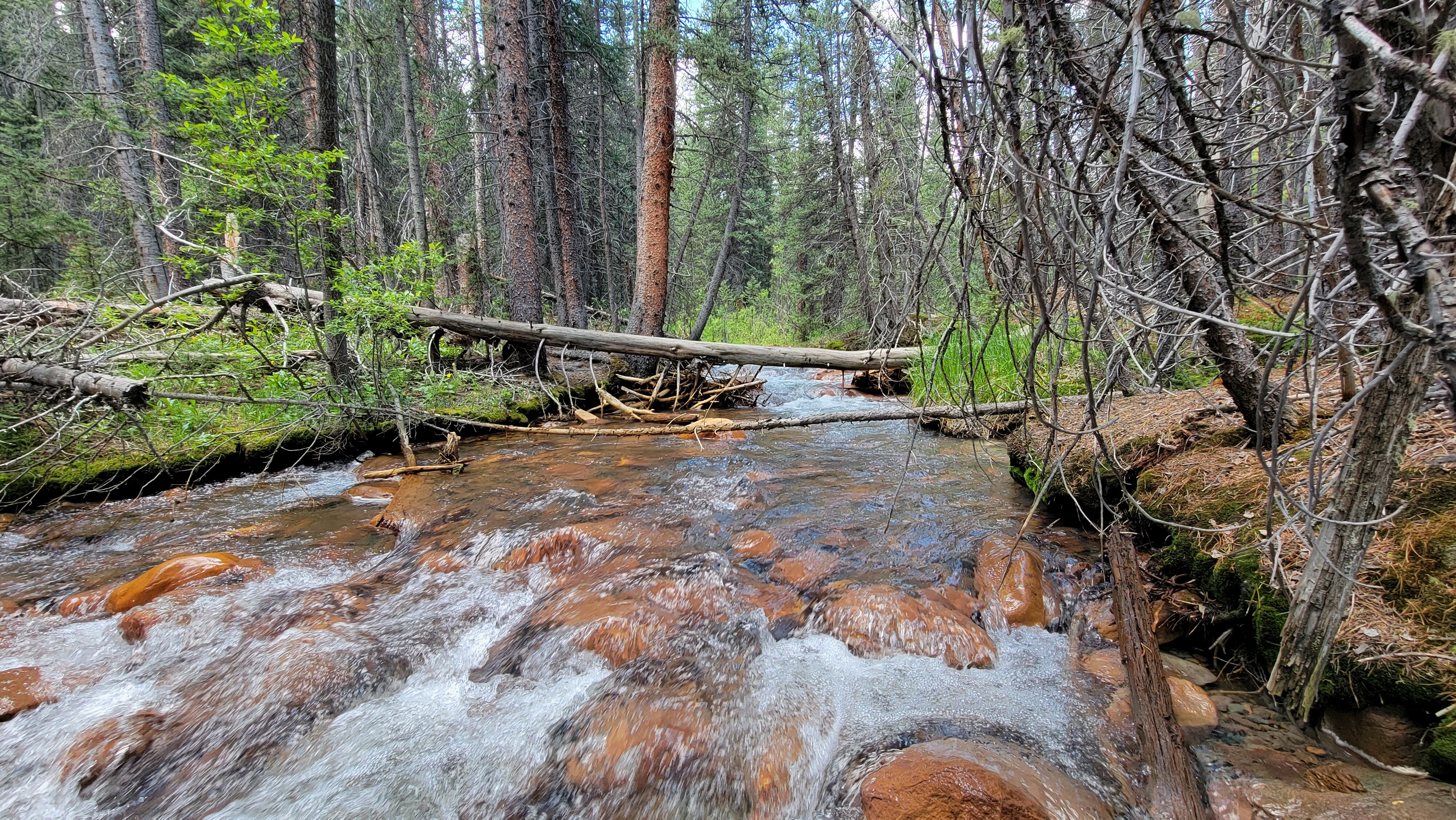 fishing small streams is a unique and rewarding challenge.