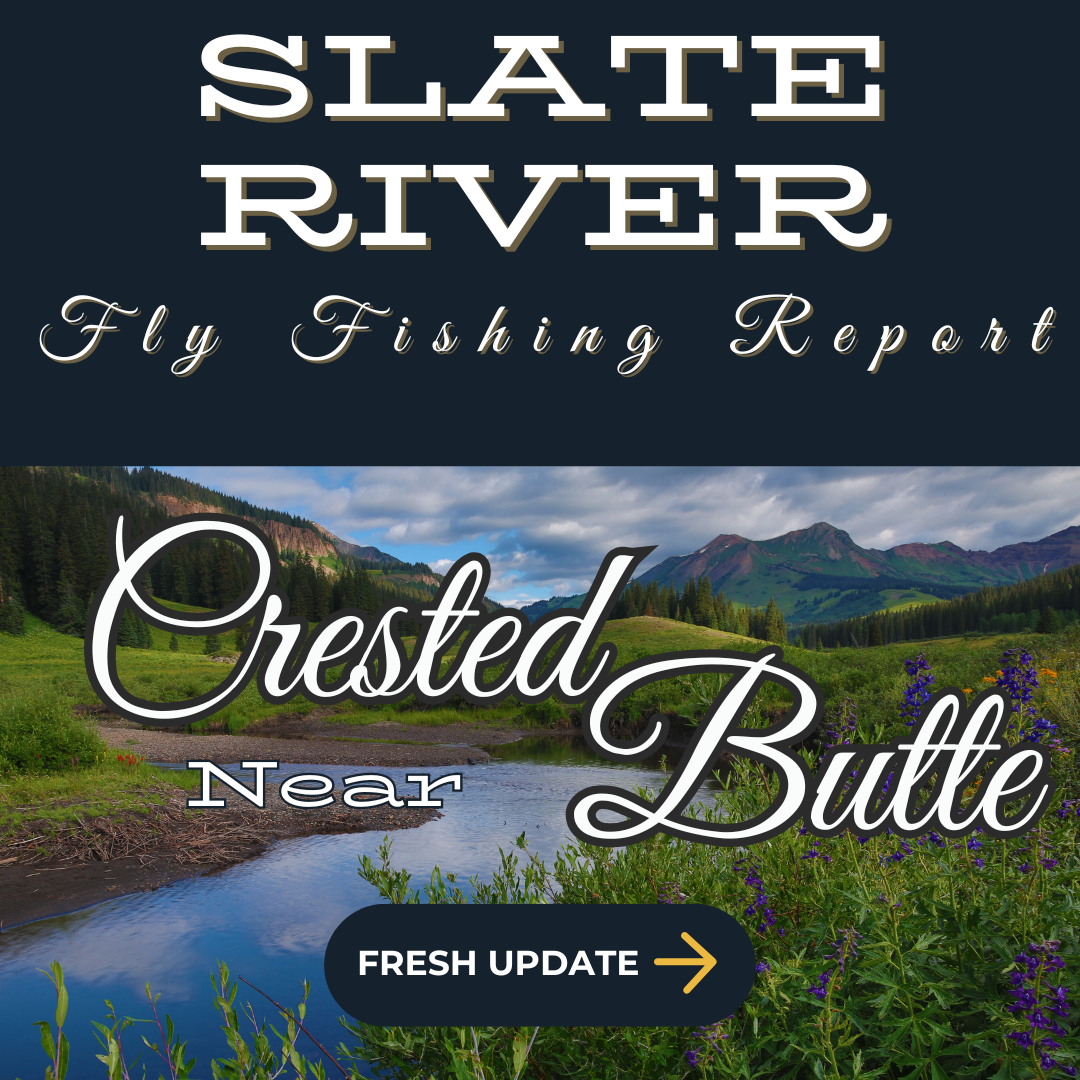 An angler wading in the Slate River near Crested Butte, Colorado, surrounded by autumn colors and casting into the crystal-clear water.