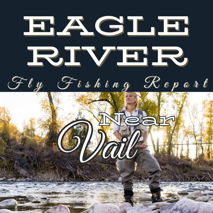 Fly angler casting on the Eagle River near Vail with autumn trees and clear water in the background.