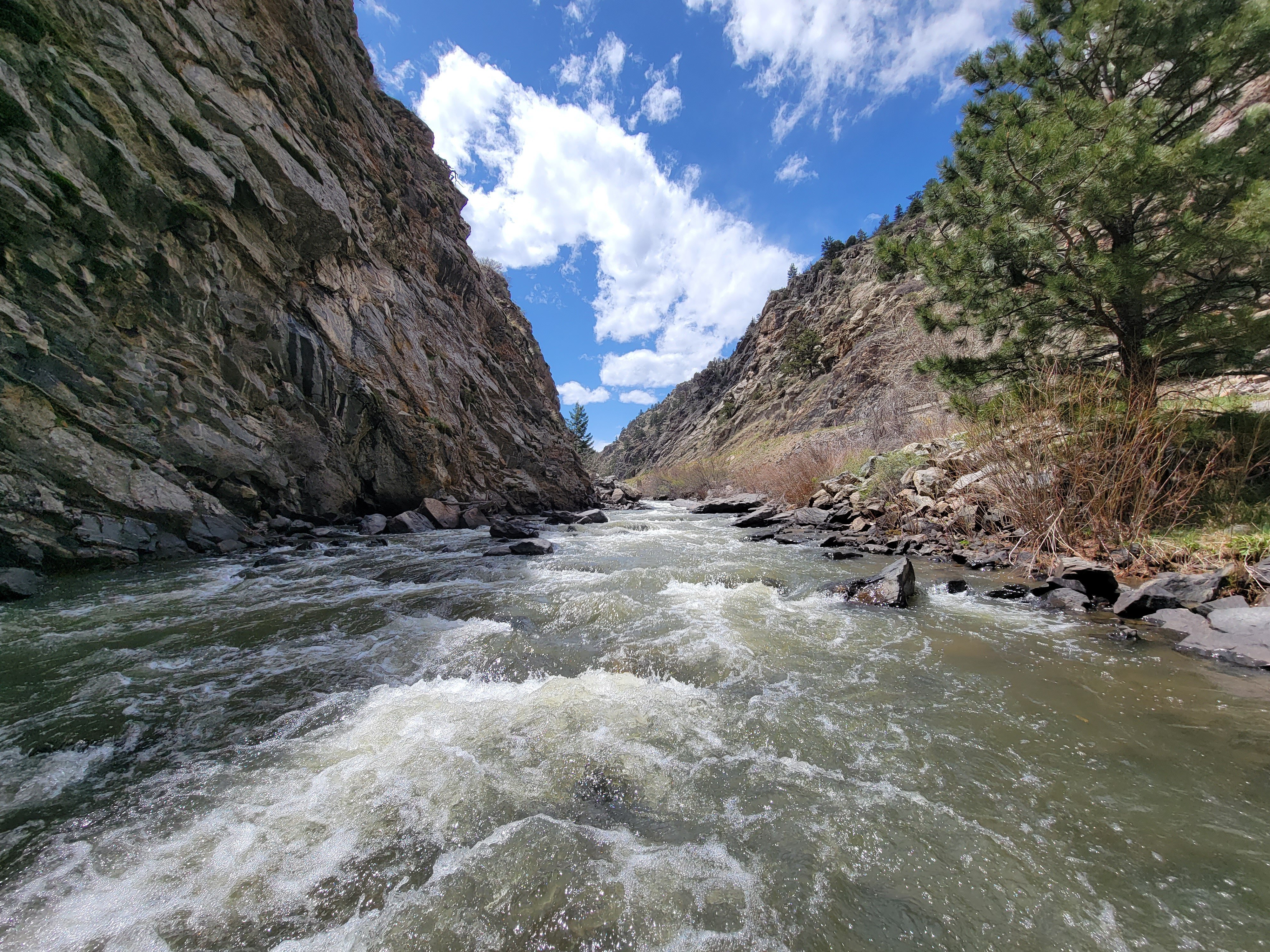 A fly angler checks a flow gauge app on their phone while standing beside a fast-moving Colorado river, with rocky banks and budding cottonwoods in the background.