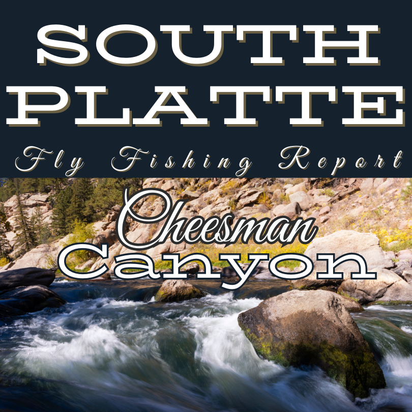 Cheesman Canyon fishing report: technical challenges, tips for success, and current conditions for winter fly fishing on the South Platte River.