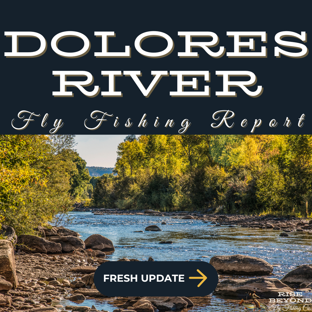 Fly fisherman casting on the Dolores River below McPhee Reservoir with rocky cliffs in the background.