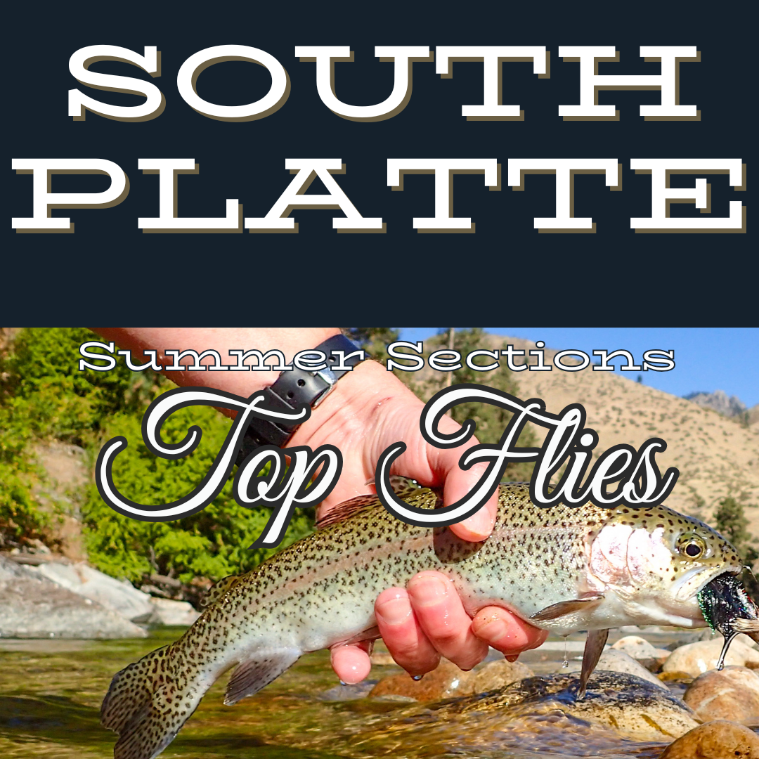 Top 5 Summer Flies for the South Platte River in Colorado. See a fly fisherman holding up a rainbow trout in waterton canyon near tiny colorado caught using a rise beyond black bead-head wolly bugger flies which are hooked in the fish's top lip.