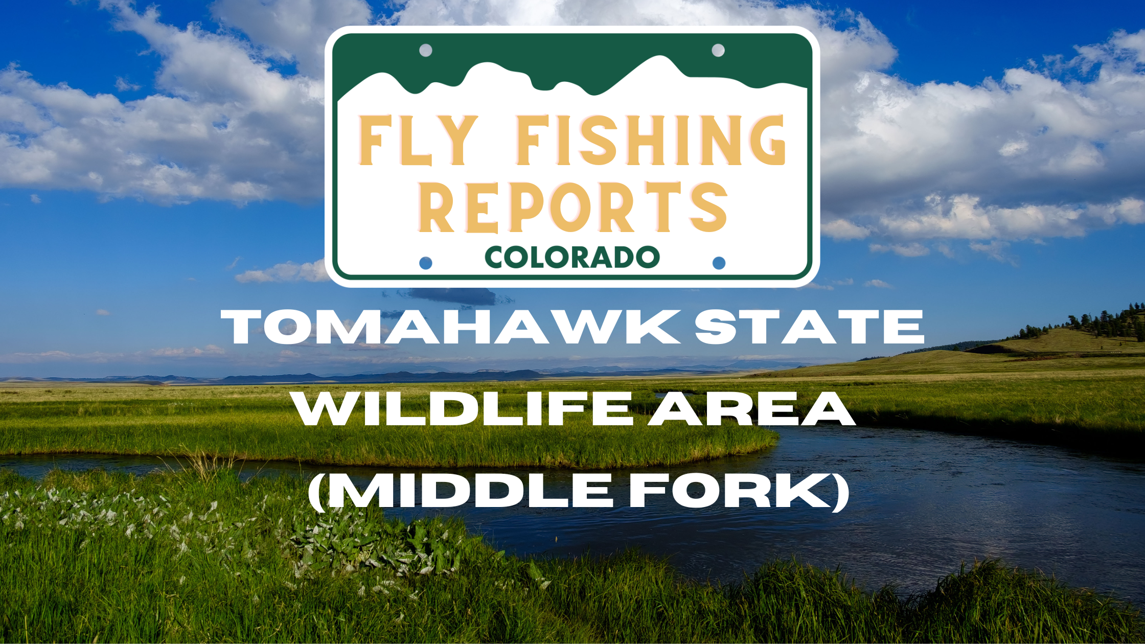 Angler fishing the Middle Fork of the South Platte at Tomahawk State Wildlife Area, casting into clear, low autumn waters with surrounding golden aspens. Trout are actively feeding on midges and Blue Wing Olives in the deeper pools and riffles