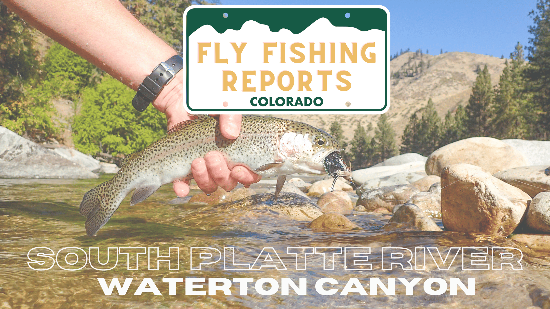 south platte river reports near waterton canyon colorado river conditions. 