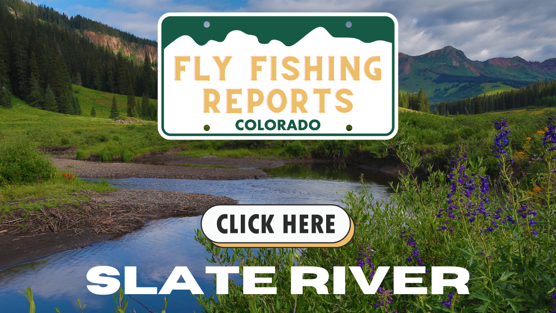 An angler wading in the Slate River near Crested Butte, Colorado, surrounded by autumn colors and casting into the crystal-clear water.