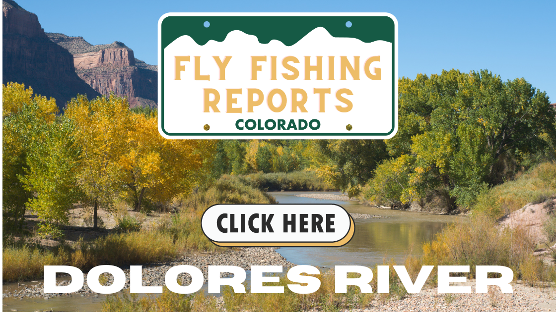 Fly fisherman casting on the Dolores River below McPhee Reservoir with rocky cliffs in the background.