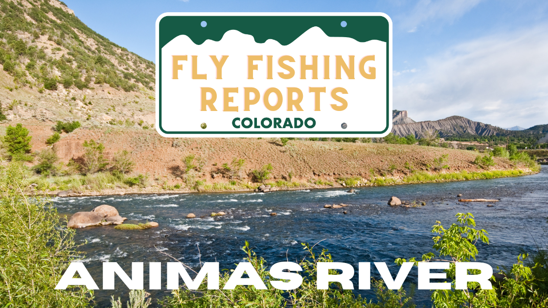 Fly angler casting into the Animas River near Durango, surrounded by fall foliage and clear water.