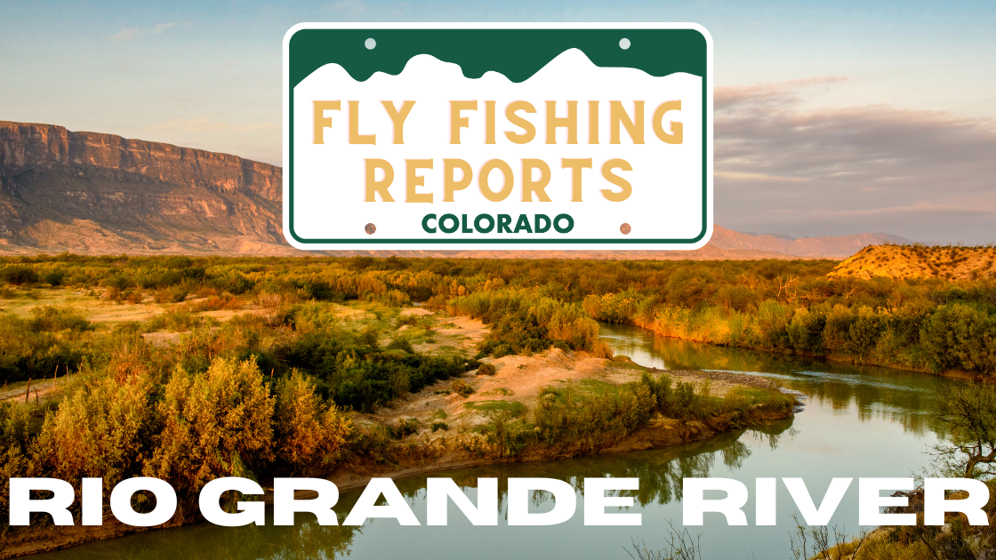 Fly angler casting on the Rio Grande River near Creede, Colorado, with golden autumn trees in the background.